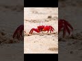Red CRABS 🦀 dig holes in the sand