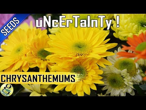 Chrysanthemums from seeds: Easy way to Propagate mums but with UNCERTAINITY!