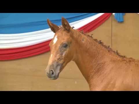 Holsteiner Fohlenauktion 2016 in Elmshorn - Nr. 09 v. Carembar de Muze - Corrado I