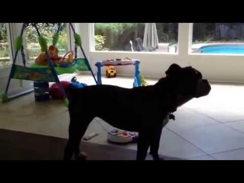 What does the dog say