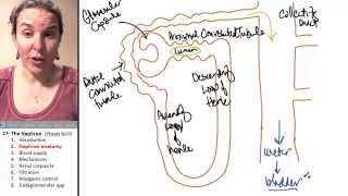 Nephron 2- Anatomy