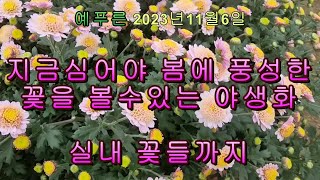 (23년11.6) 동백13가지 보라싸리 만병초 동국 크리스마스로즈 노랑게발