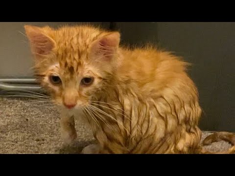 I Got Wet - kitten life, cute kitten, playing, sleeping and bathing
