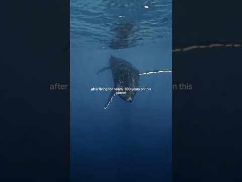 La lucha del capitán Nemo por la libertad: el nacimiento del submarino Nautilus