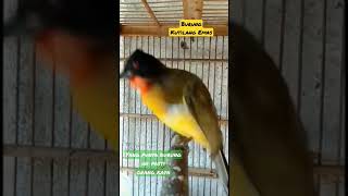 Download lagu Chirping of garden birds | Goldfinches chirped #shots mp3