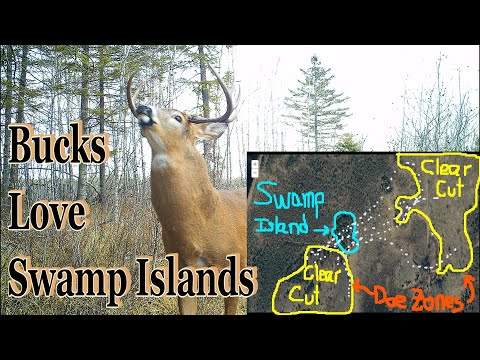 Hunting Swamp Islands; Strategy