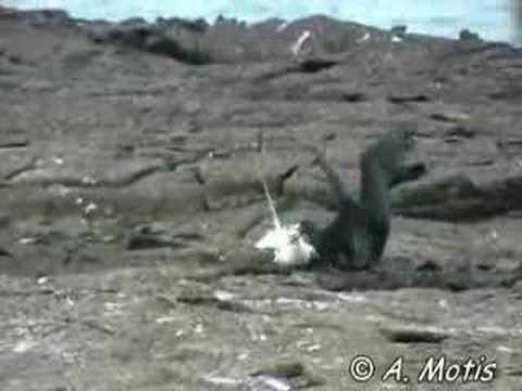 Red-billed Tropicbird - Phaethon aethereus