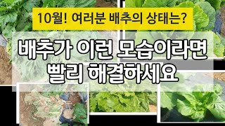 10월 여러분의 배추 상태는? 이런 모습이라면 빨리 해결해야 합니다