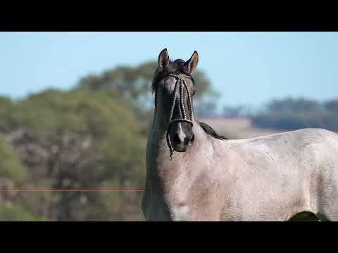Lote 20 - Basca Laranjada