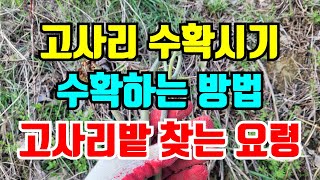 고사리 수확시기와 방법/ 고사리 많이나는 장소 알아봐요