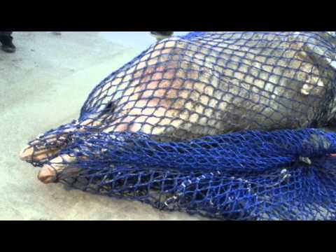 walen na plazy mielno uniescie