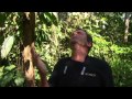 Birding Adventures TV Ecuador Mixed Flock Show