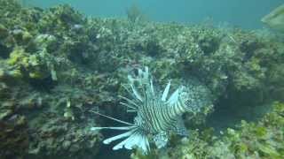 preview picture of video 'Lion Fish Tarpon Springs Florida - GoPro Hero 3 Red Filter'