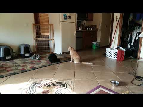 Hammy and Jigna have an argument