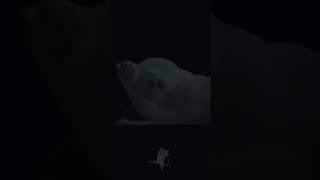 Download lagu Status WA Lebaran Gak Dapat THR #shorts mp3 Download lagu Status WA Lebaran Gak Dapat THR #shorts mp3