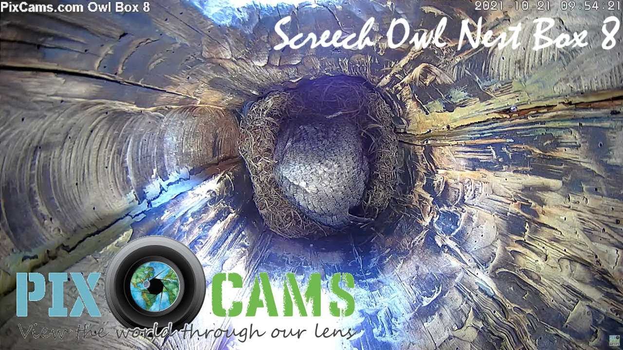 Live webcam view of Cámara Nido Autillo Americano Caja 8