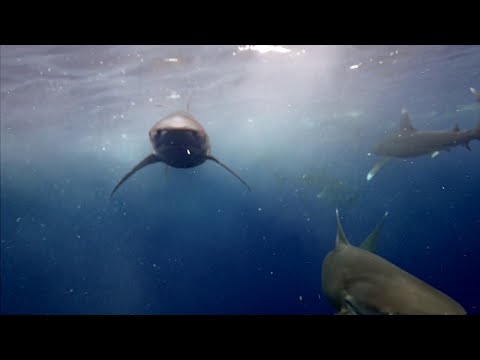 How to know if you're swimming near a shark