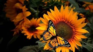 Demis RoussosღღLovely Sunny Daysღ