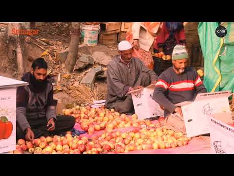 Dir Horticulture Kashmir Vikas Anand speaks to KNS on high-density apple farming, spray schedules, and market challenges. Watch exclusive report