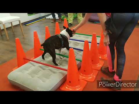 23.11.2019 - Dogfitness workshop Havířov II.