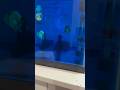 METHFISH I Put Methylene Blue In My Tank