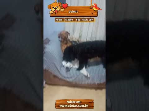 Vídeo de peludo