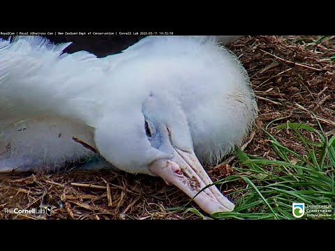 Royal Albatross~QT is peaceful sleeping in the safety of dad~2:34 PM 2022/03/11