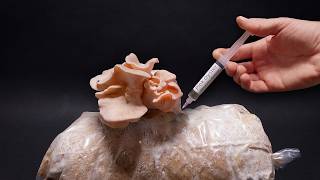 I Injected Mushrooms Into a Bag and Filmed It For 44 Days
