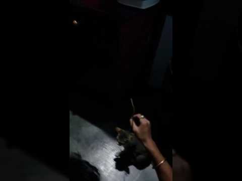 Talent of LABA( name of the cat)