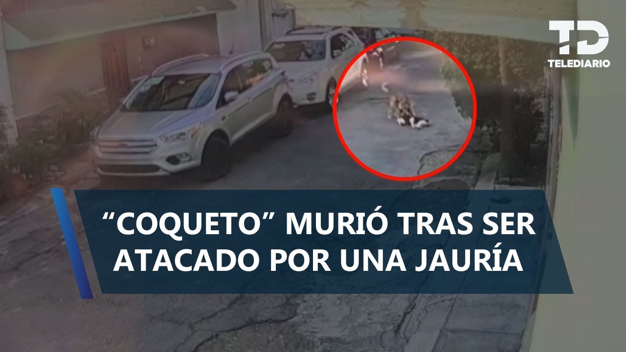 Justicia para “Coqueto”, perrito de 14 años muere tras ser atacado por otros dos en Ecatepec