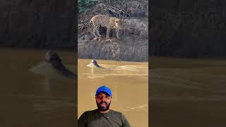 Onça Recua de Ariranhas 😱