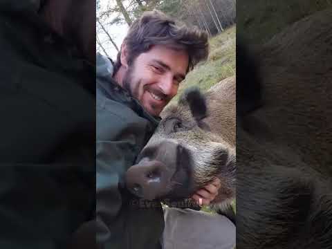 This Hog's Love for His Human Friend Is Truly Unbelievable