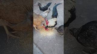 Criação de Galinhas - Um Momento Com As Galinhas No Galinheiro - ( Parte 18 )