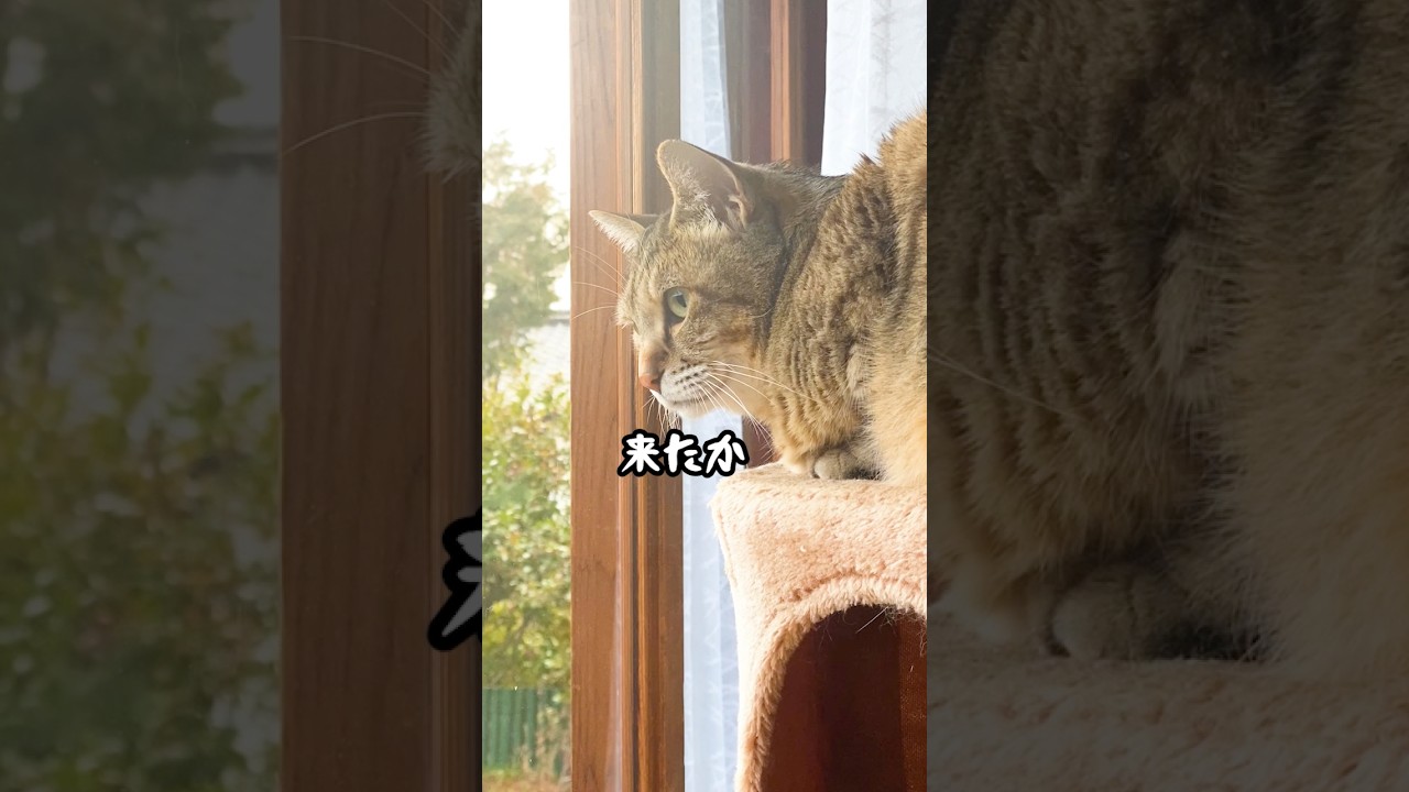 庭に来た野良猫に今までと違う行動する元野良猫に驚いた #元野良猫 #野良猫 #猫のいる暮らし