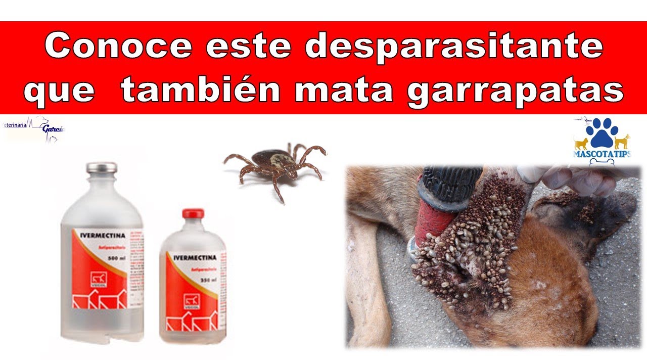 IVERMECTINA; DESPARASITANTE ECONÓMICO QUE MATA GARRAPATAS Y PULGAS