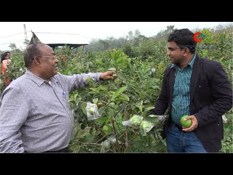 মিশ্র ফলের বাগান করুন- ২য় বছরেই বিঘা প্রতি আয় ২-৩ লক্ষ টাকা