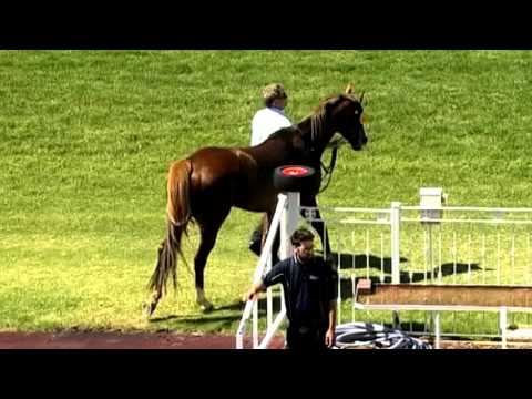 ASCOT 31 OCT 15, RACE 3 - SUCCESSFUL SPIN - BRETT POPE