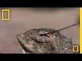 Blood Squirting Lizard 