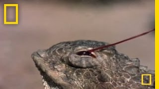 Blood Squirting Lizard | National Geographic