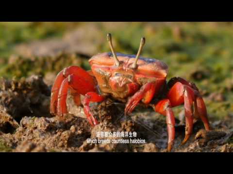 Qinzhou port, starting point of China's ancient maritime Silk Road