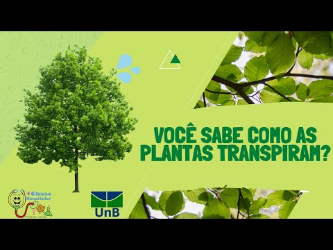 Você sabe como as plantas transpiram?