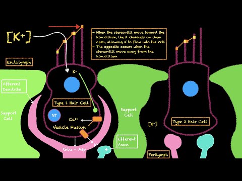 The Vestibular System