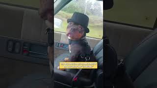 This dog looks like he's named Frederick and says things like "indubitably"