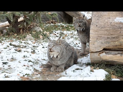 Winter brings a thicker fur coat for the lynx