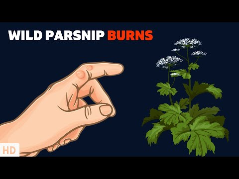 All About Allergy Shots