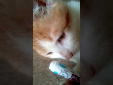 This how cats go crzy(manse)