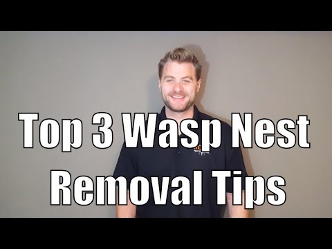 Top 3 Wasp Nest Removal Tips