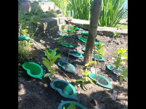 Watering Your Garden on a Slope with HydroRoot