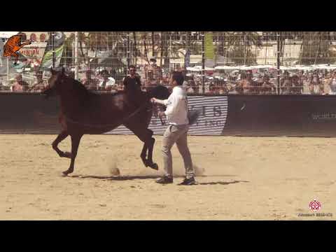 N 101 MICHELANGELO REGALIS   2020 Menton Mediterranean and Arab Countries Arabian Horse Championship