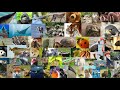 Meet the Animals Wild Animals 2022